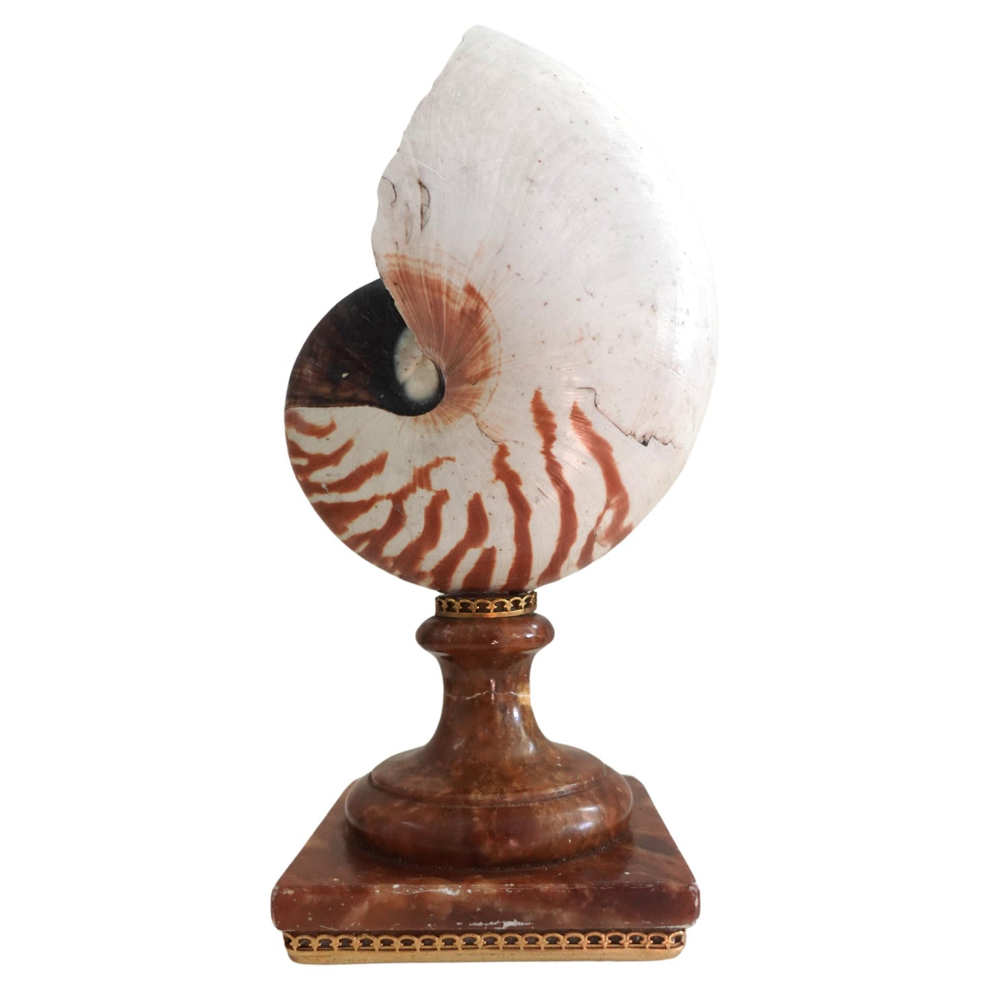 A Fully Chambered Nautilus Shell mounted to a vintage Sicilian Alabaster Base