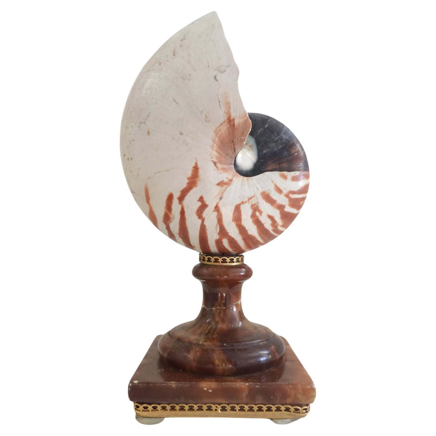 A Fully Chambered Nautilus Shell mounted to a vintage Sicilian Alabaster Base