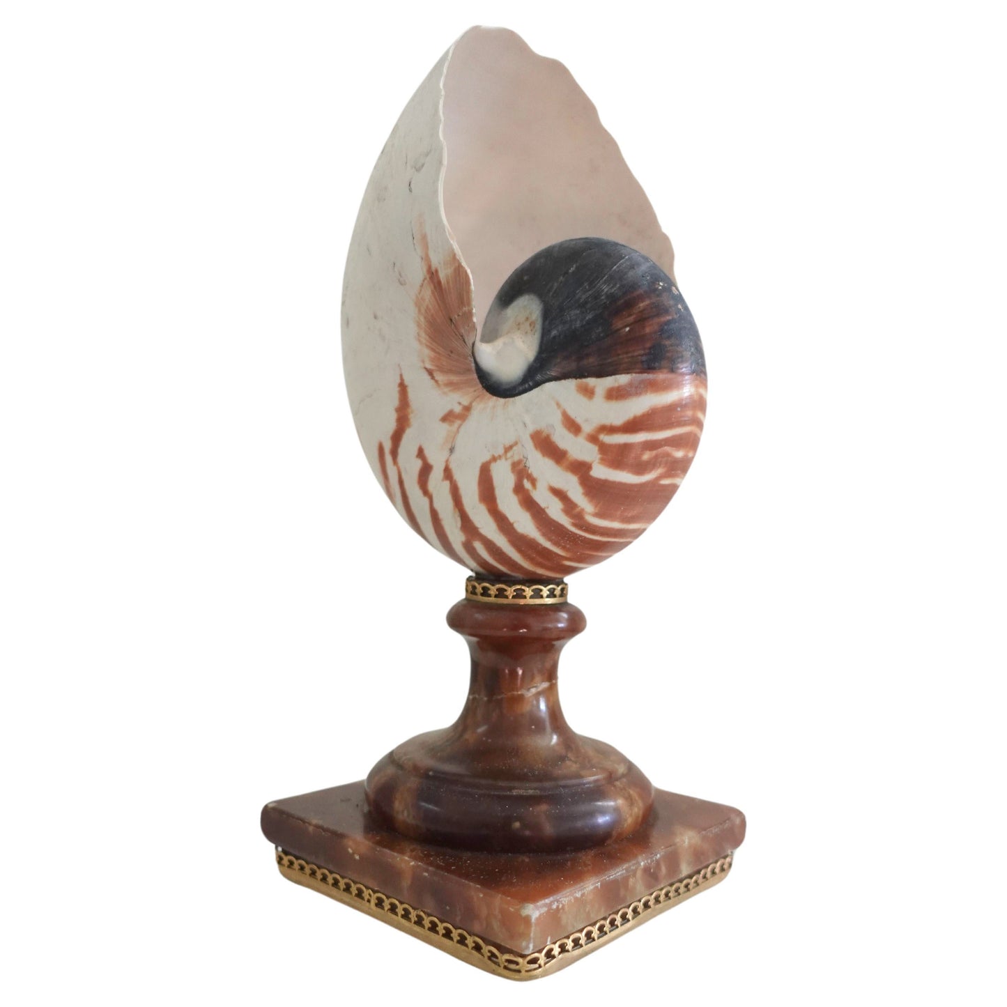 A Fully Chambered Nautilus Shell mounted to a vintage Sicilian Alabaster Base