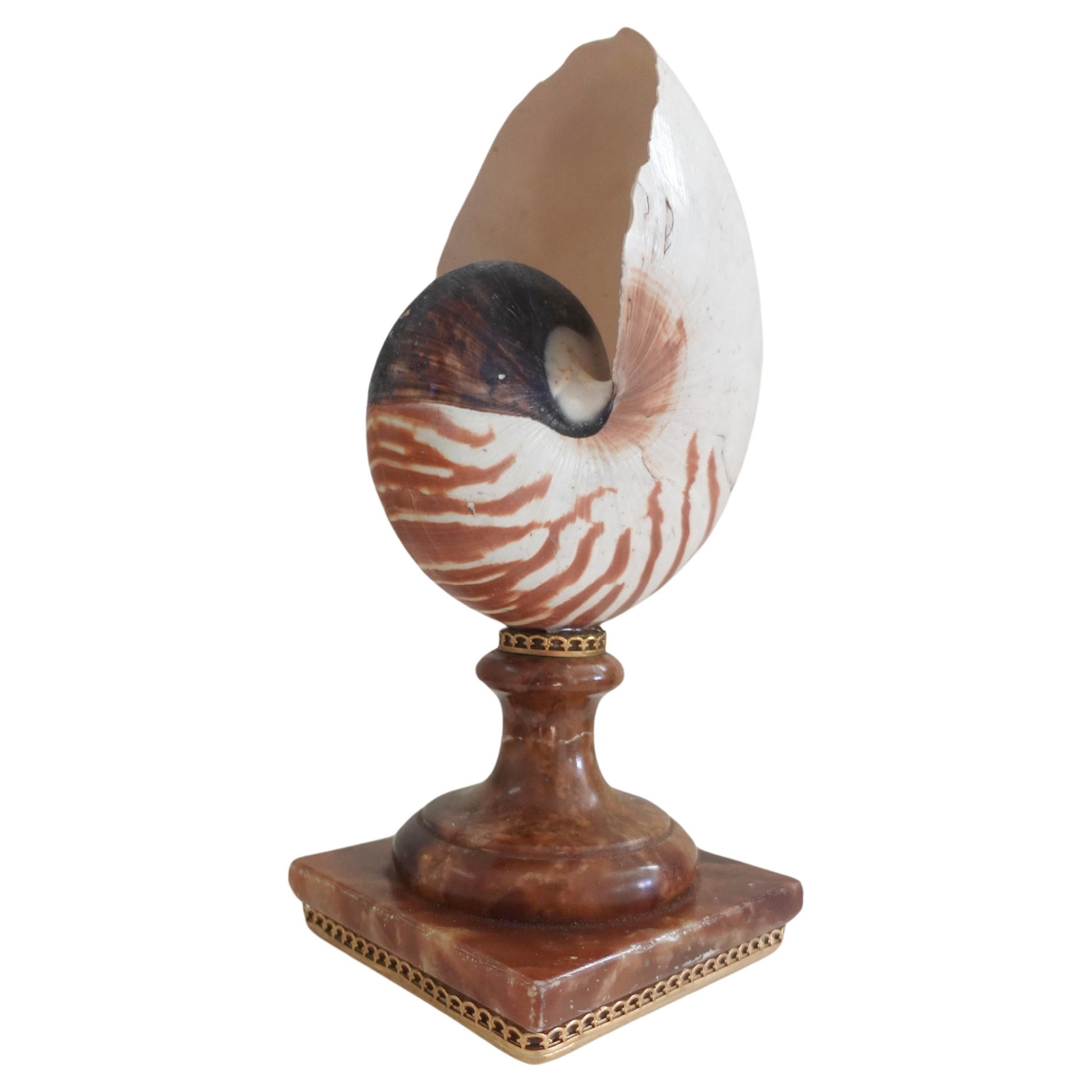 A Fully Chambered Nautilus Shell mounted to a vintage Sicilian Alabaster Base