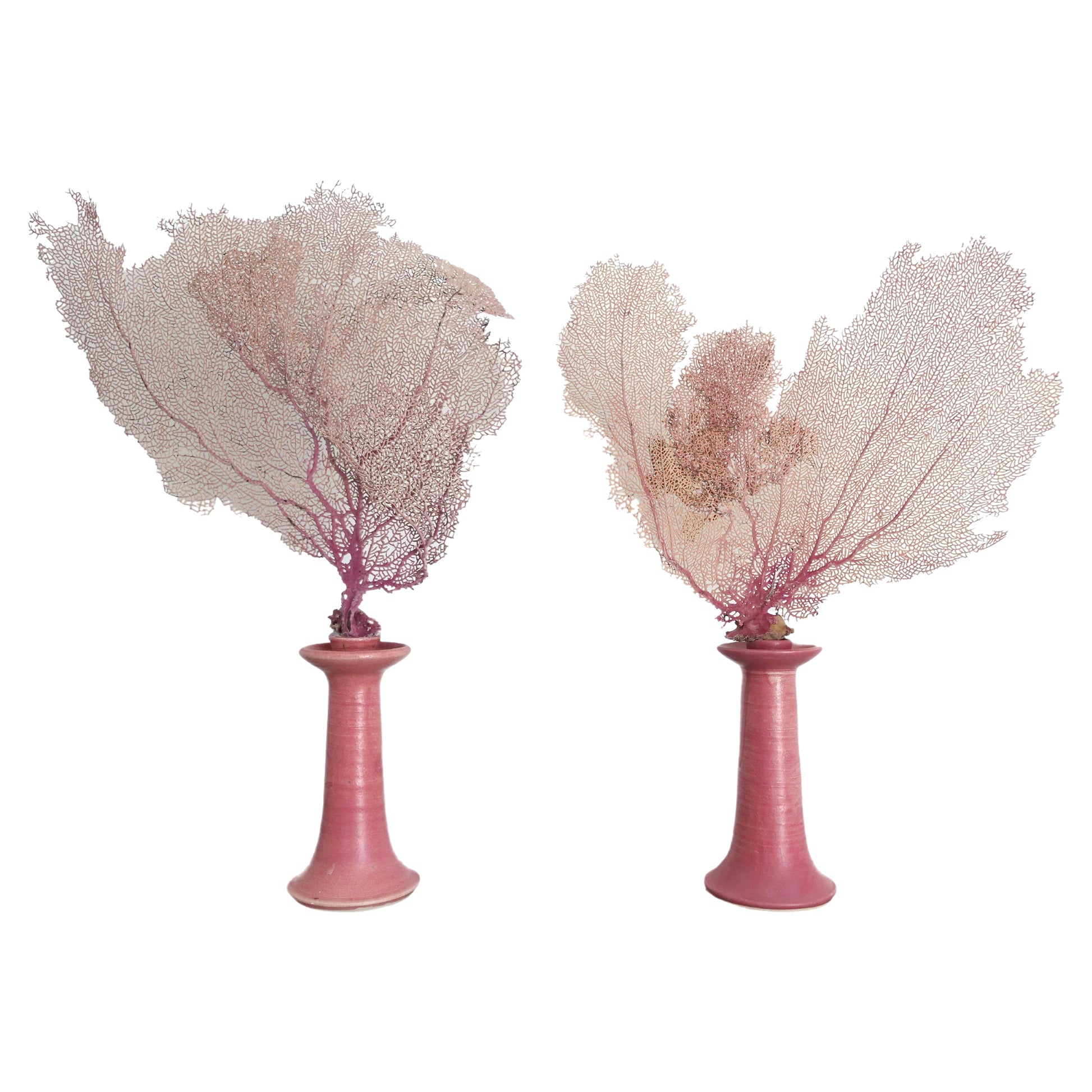 Pink Toned Natural Sea Fans mounted to hand-made Candlestick Plinths